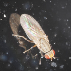 Trixoscelis