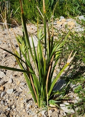 Bobartia gladiata
