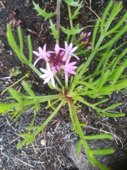 Lobelia jasionoides