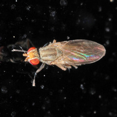 Trixoscelis