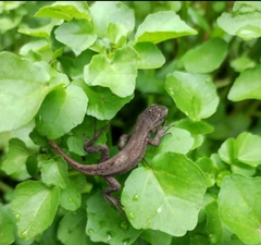 Stenocercus guentheri