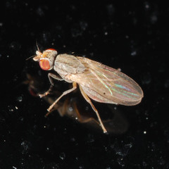 Trixoscelis