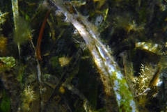 Pugnaso curtirostris