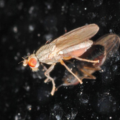 Trixoscelis