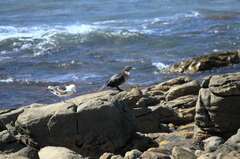 Phalacrocorax carbo lucidus