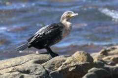 Phalacrocorax carbo lucidus