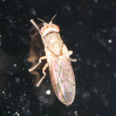 Trixoscelis