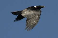Corvus albicollis