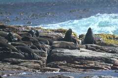 Arctocephalus pusillus pusillus