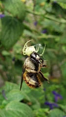 Xylocopa tabaniformis azteca