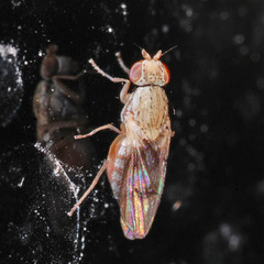 Trixoscelis obscurella