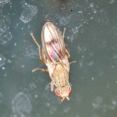 Trixoscelis obscurella