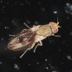 Trixoscelis obscurella