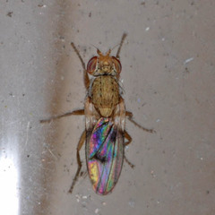 Trixoscelis obscurella