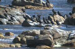 Phalacrocorax capensis