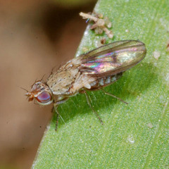 Trixoscelis obscurella
