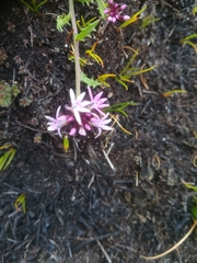 Lobelia jasionoides