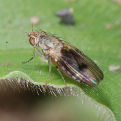 Trixoscelis obscurella