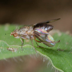 Trixoscelis obscurella