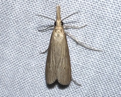 Donacaula roscidellus