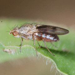 Trixoscelis obscurella