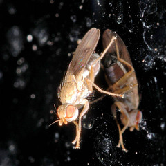 Trixoscelis obscurella
