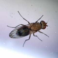 Trixoscelis obscurella