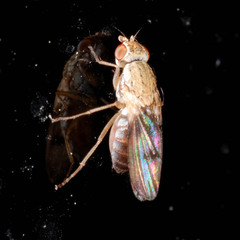 Trixoscelis obscurella