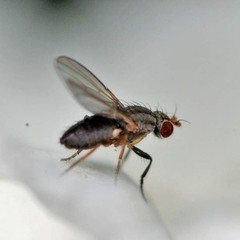 Trixoscelis canescens