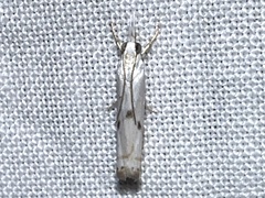 Microcrambus biguttellus
