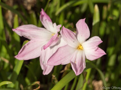 Zephyranthes drummondii