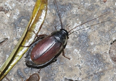 Diploptera punctata