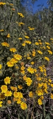 Senecio adenotrichius