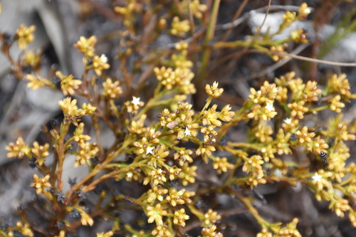 Image of Thesium acuminatum by (c) Tony Rebelo, some rights reserved (CC BY-SA)