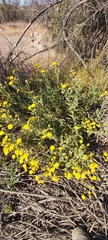 Senecio adenotrichius
