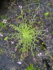 Lobelia jasionoides