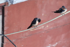 Hirundo rustica erythrogaster
