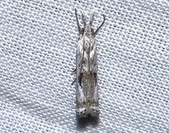 Microcrambus minor
