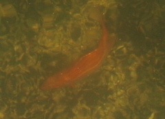 Sargocentron punctatissimum