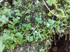 Chrysosplenium oppositifolium