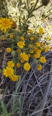 Senecio adenotrichius