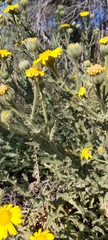 Senecio adenotrichius