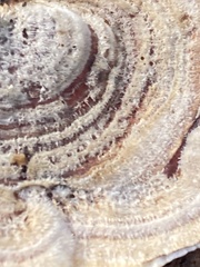 Stereum ostrea