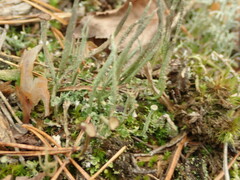 Cladonia cornuta