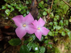 Sarcopyramis napalensis delicata