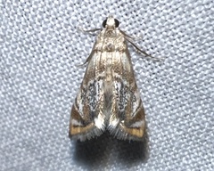 Eoparargyractis irroratalis