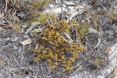 Image of Thesium acuminatum by (c) Tony Rebelo, some rights reserved (CC BY-SA)