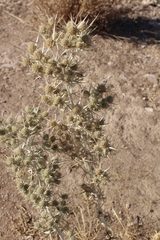 Eryngium hainesii