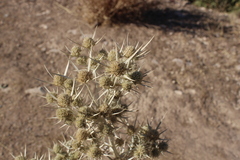 Eryngium hainesii