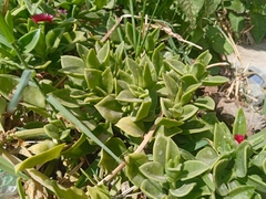 Mesembryanthemum cordifolium